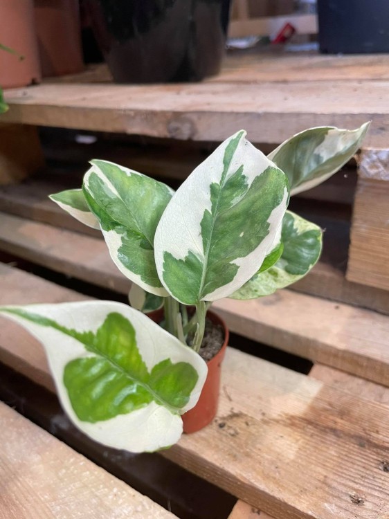 Epipremnum aureum 'NJoy'