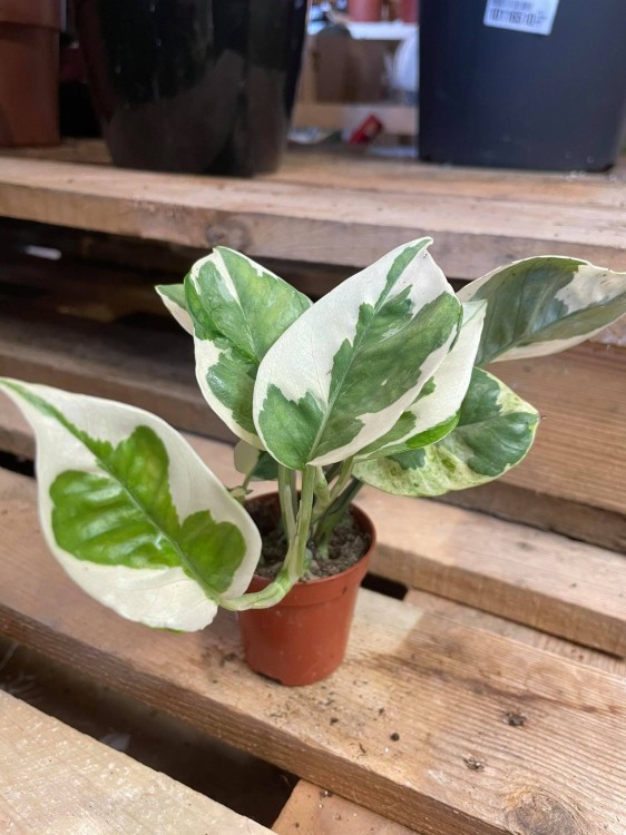 Epipremnum aureum 'NJoy'