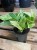 epipremnum marble queen