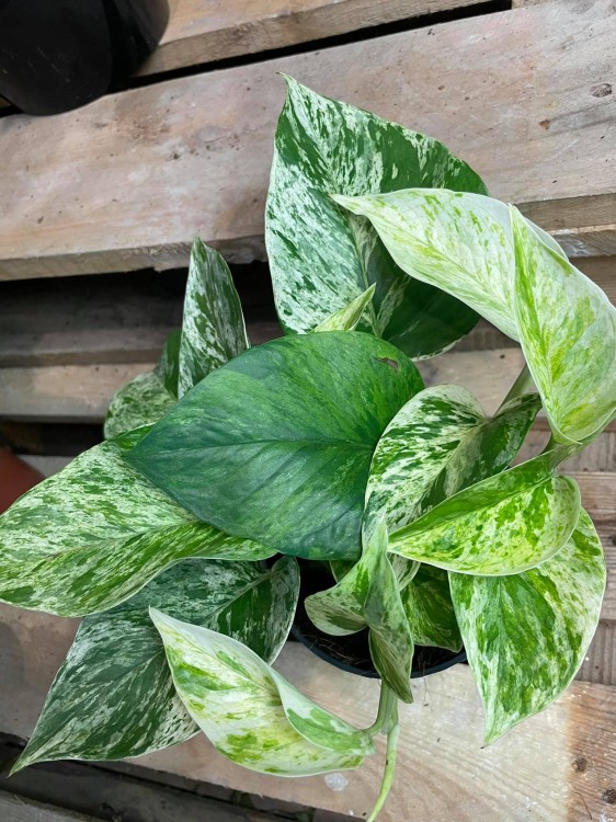 epipremnum marble queen