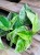 epipremnum marble queen