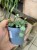 Ceropegia woodii