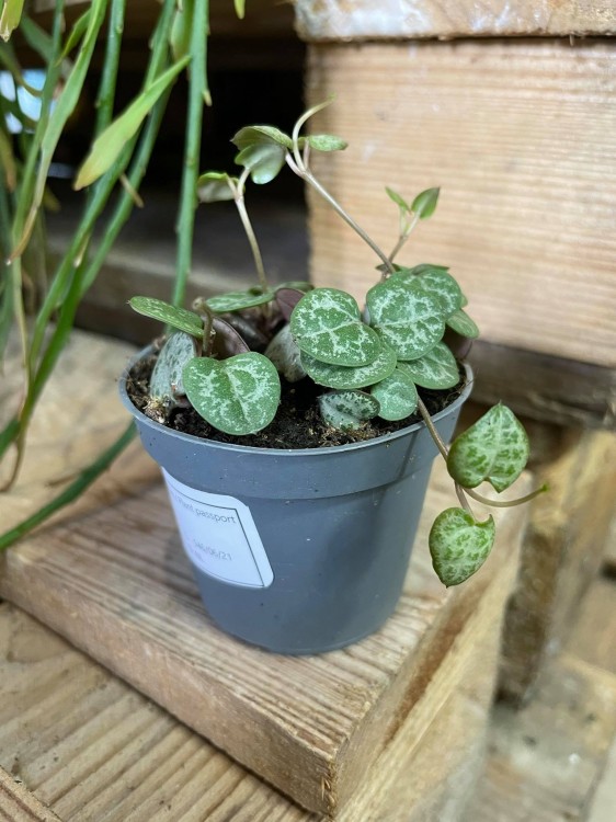 Ceropegia woodii