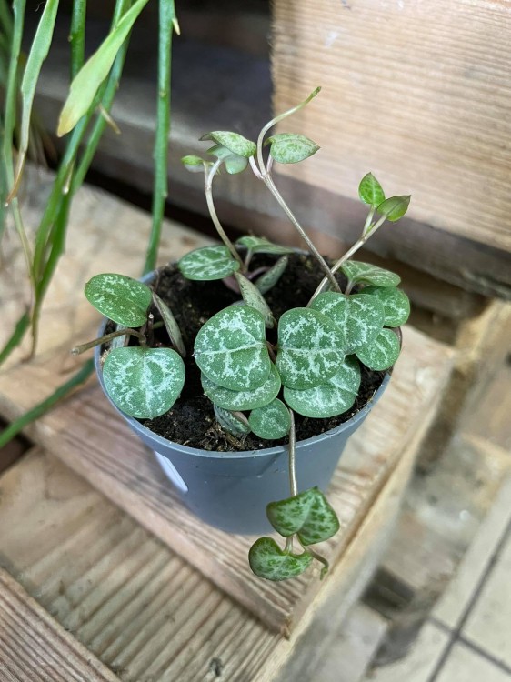 Ceropegia woodii