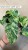 epipremnum marble queen