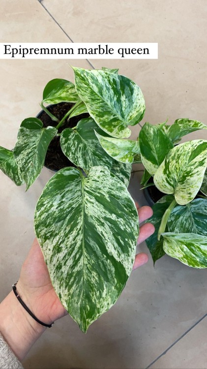 epipremnum marble queen