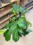 philodendron squamiferum (1).jpg