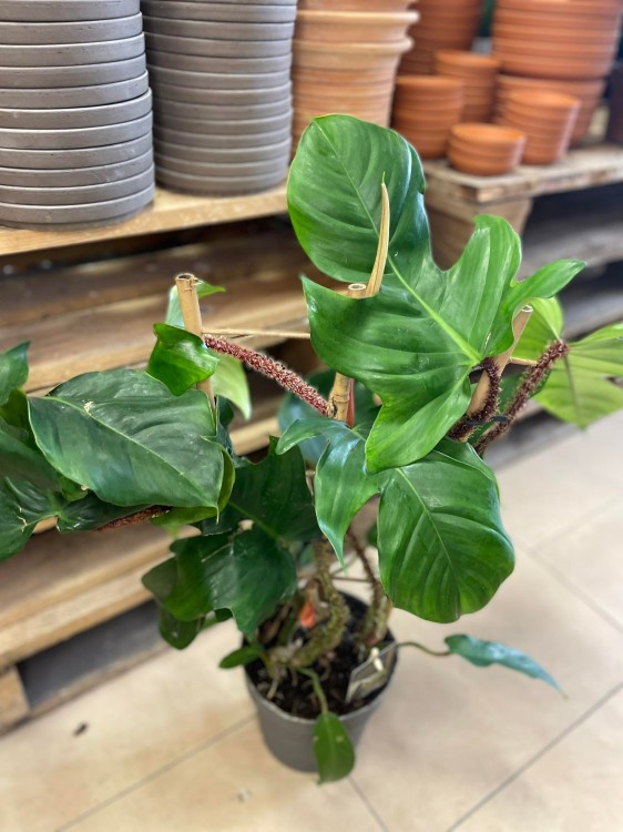 philodendron squamiferum (2).jpg