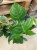 philodendron squamiferum (3).jpg