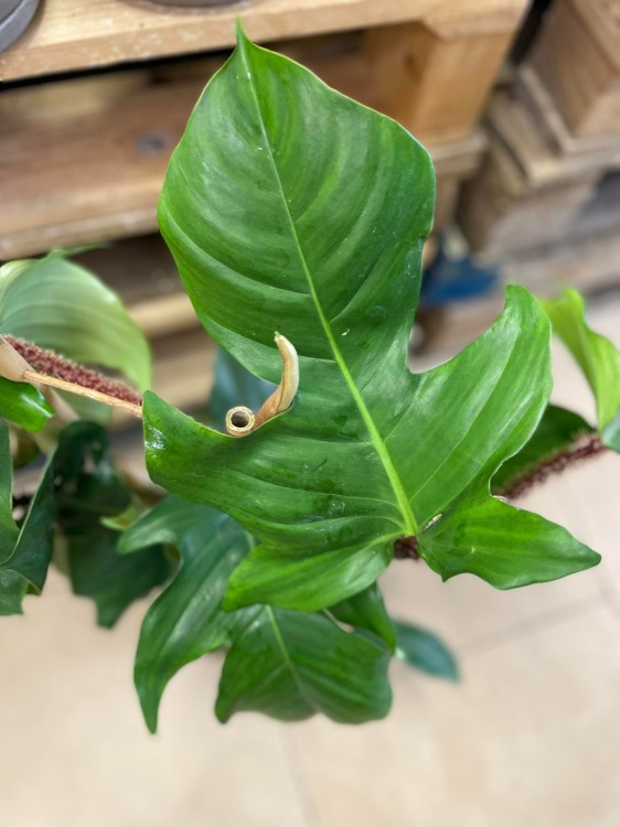 philodendron squamiferum (3).jpg