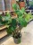philodendron squamiferum (4).jpg