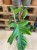 philodendron squamiferum (6).jpg