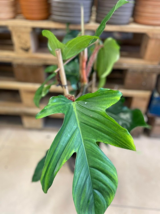 philodendron squamiferum (6).jpg