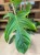 philodendron squamiferum (7).jpg