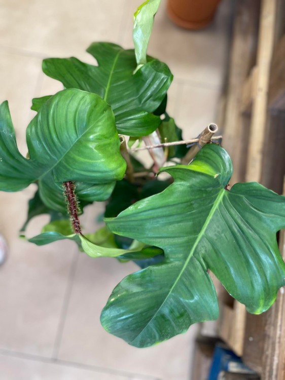 philodendron squamiferum (8).jpg