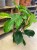 philodendron squamiferum (9).jpg