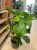 philodendron squamiferum (10).jpg