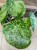 pilea mojito (10).jpg