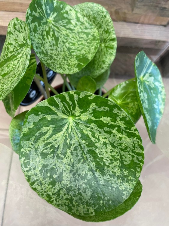 pilea mojito (10).jpg