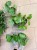 pilea mojito (11).jpg