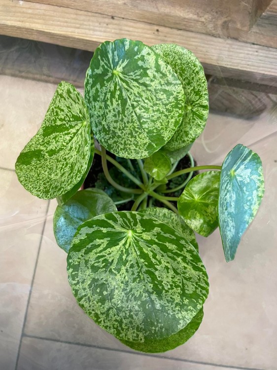 pilea mojito (13).jpg