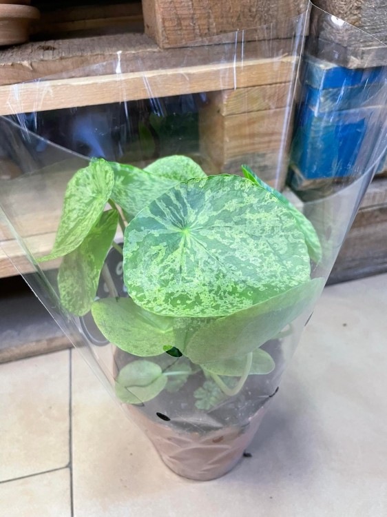 pilea mojito (16).jpg