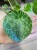 pilea mojito (18).jpg