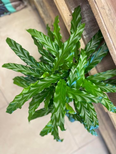 kalatea-falistolistna-calathea-rufibarba--elgergrass-5.jpg