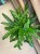 kalatea-falistolistna-calathea-rufibarba--elgergrass-5.jpg