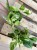 epipremnum marble queen  (2).jpg
