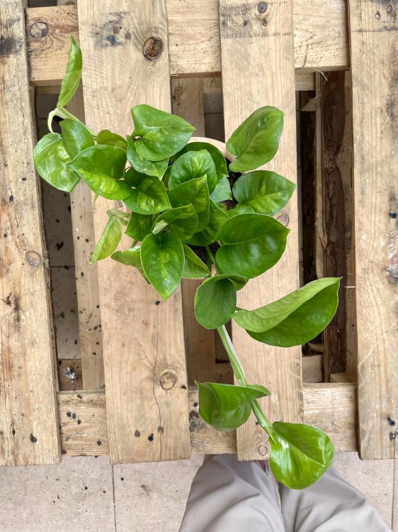 epipremnum pinnatum 'Global Green'