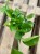 epipremnum pinnatum 'Global Green'