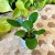 pilea pieniążek  (4).jpg