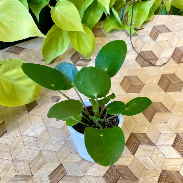 pilea pieniążek  (4).jpg