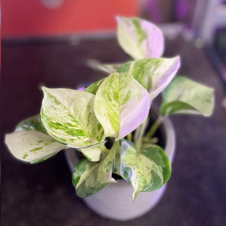 epipremnum happy keaf (1).jpg