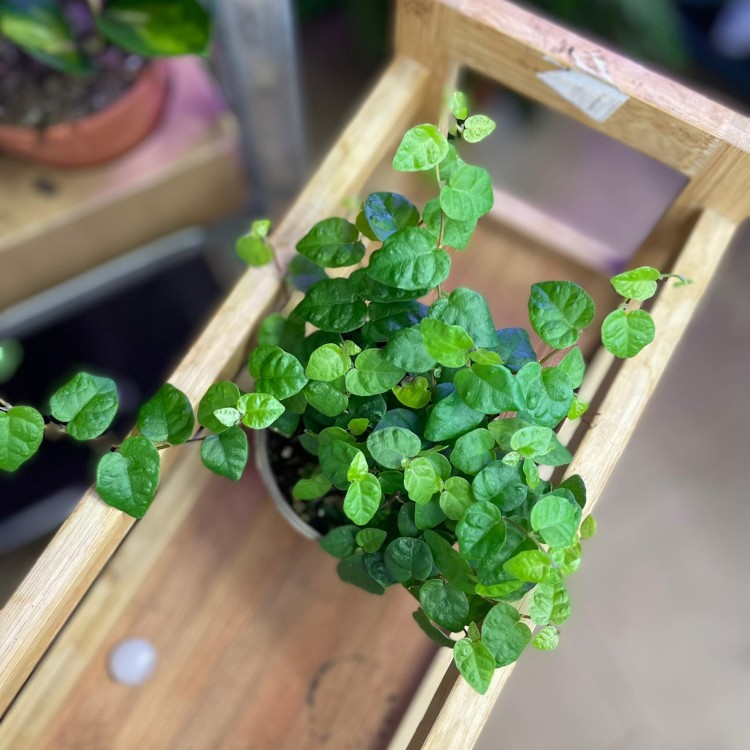 fikus pnący ZIELONY Ficus pumila 'Sunny Green' (6).jpg