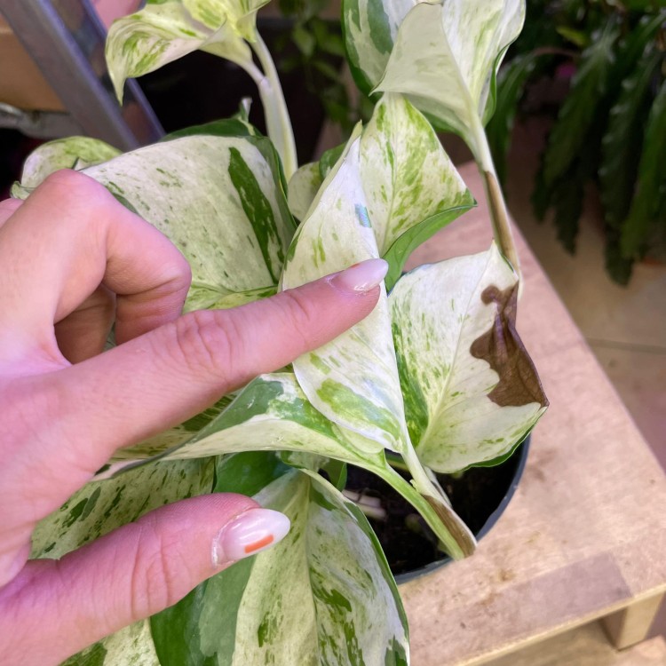 Epipremnum pinn. 'Happy Leaf' (4).jpg