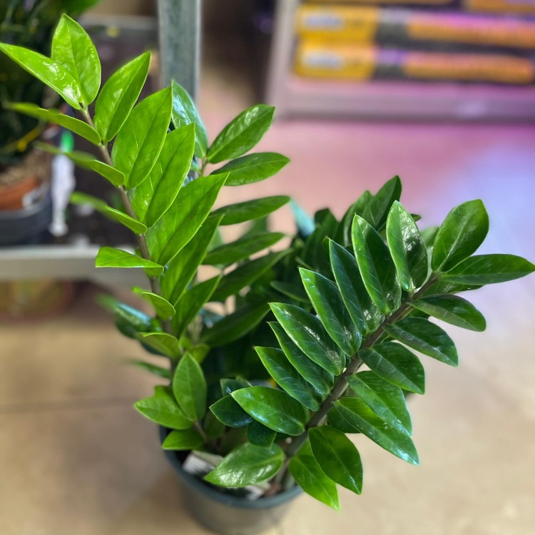 Zamioculcas zamiifolia (2).jpg