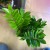 Zamioculcas zamiifolia (6).jpg