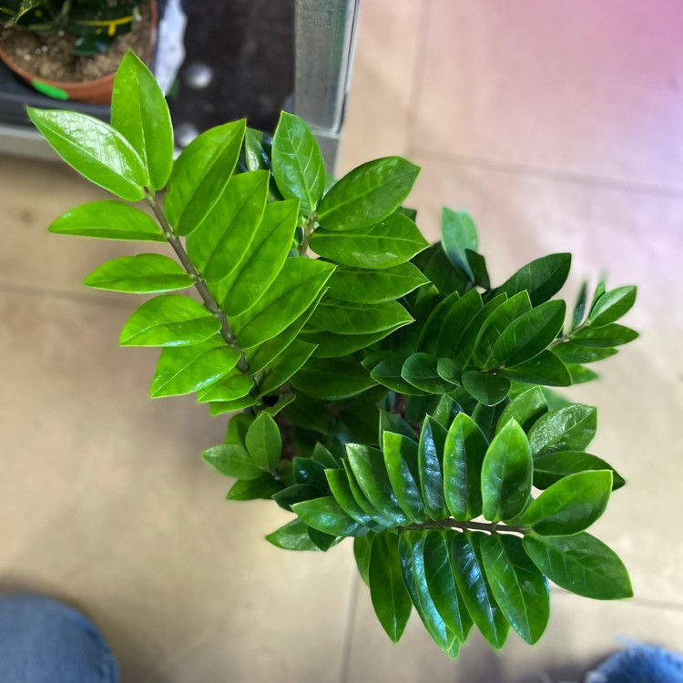 Zamioculcas zamiifolia (6).jpg