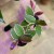 hoya flamingo dream (4).jpg