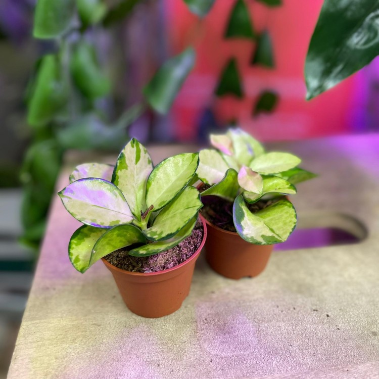hoya lisa (8).jpg