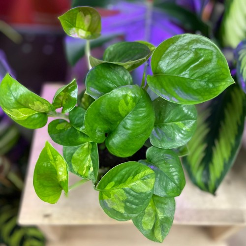 epipremnum global green (2).jpg