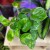 epipremnum global green (2).jpg