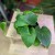 epipremnum pinnatum aureum (3).jpg