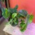Epipremnum aureum Jungle Star- Marble Green (8).jpg
