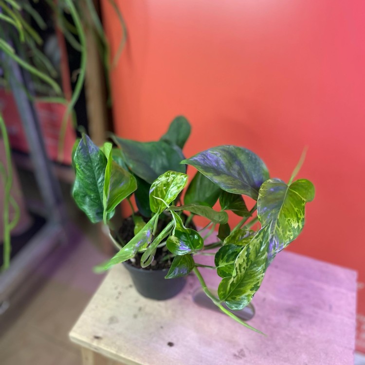 Epipremnum aureum Jungle Star- Marble Green (9).jpg