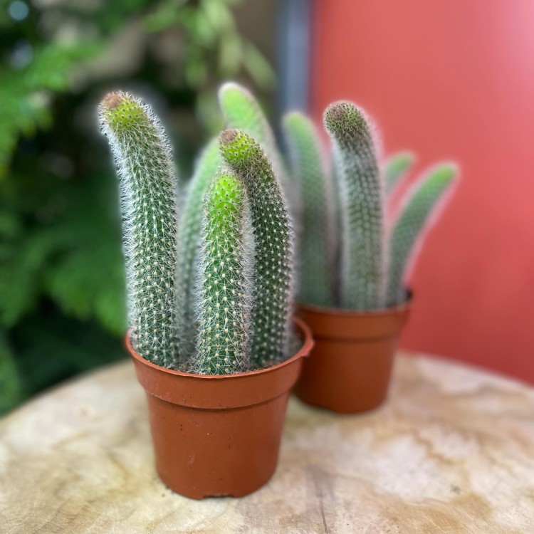 cactus hildewintera colademononis (1).jpg