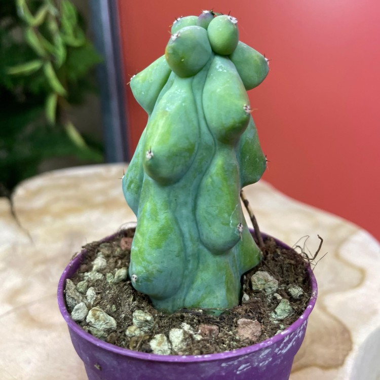 Myrtillocactus geometrizans 'Fukurokuryuzinboku' kaktus (3).jpg