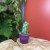 Myrtillocactus geometrizans 'Fukurokuryuzinboku' kaktus (4).jpg